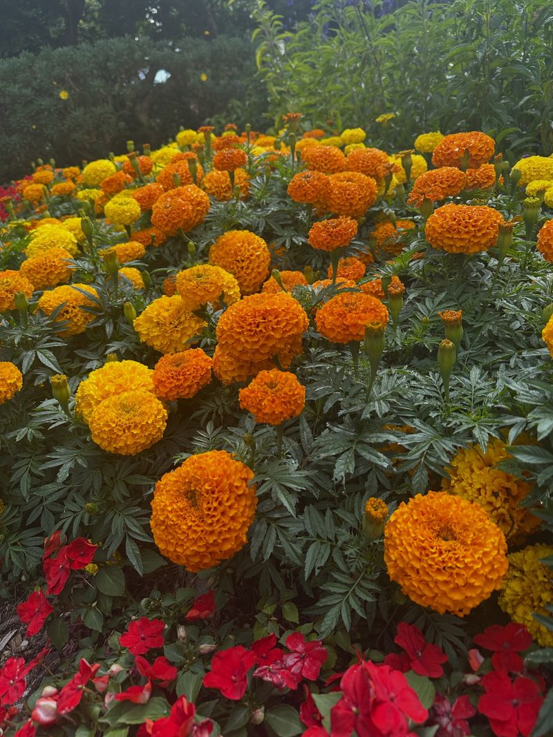 Marigolds