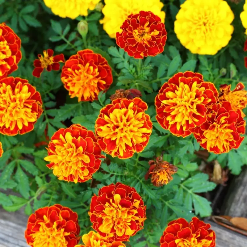 Marigolds