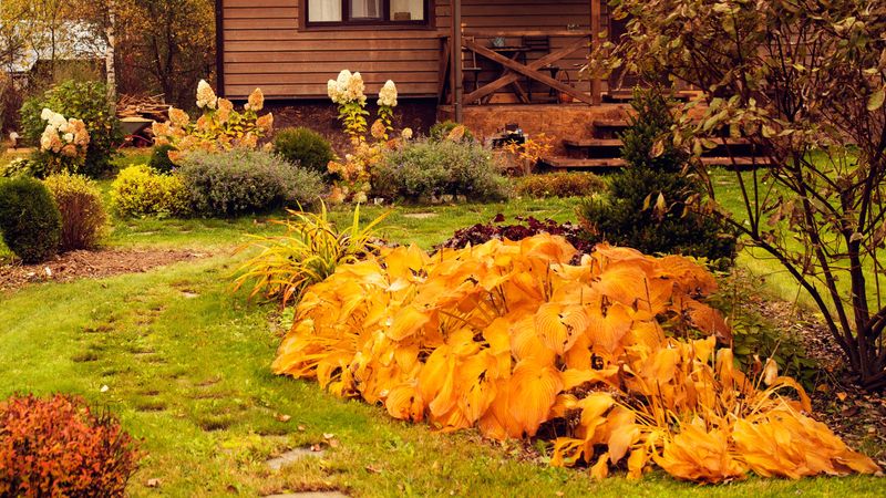 Mark where your hostas sleep