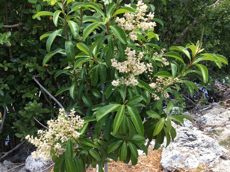 Marlberry