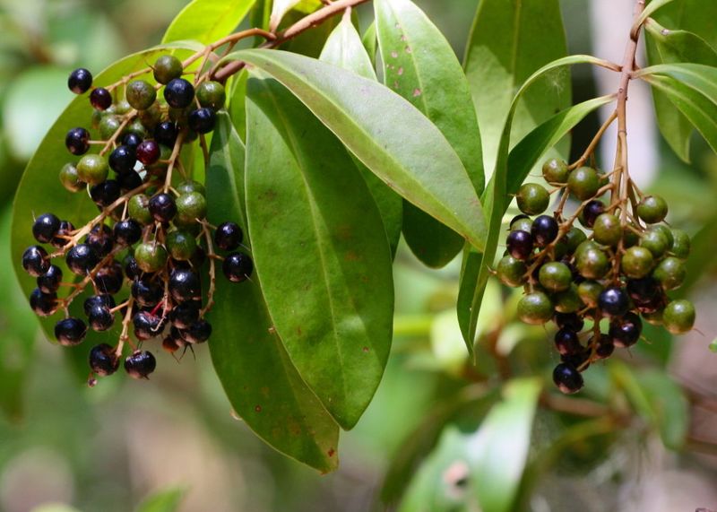 Marlberry