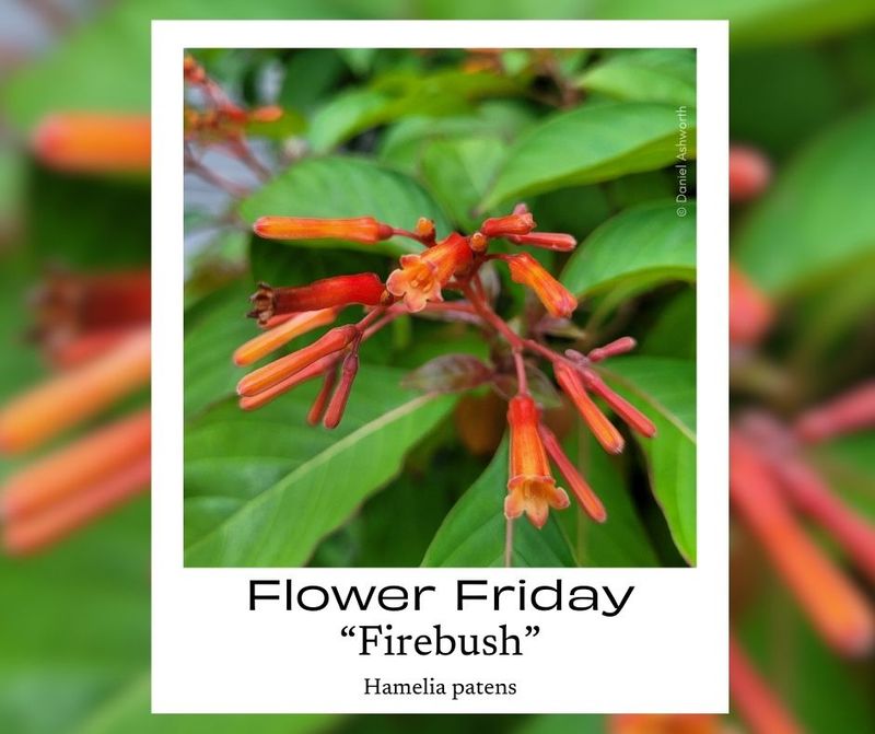 Match Firebush to the Site and Climate