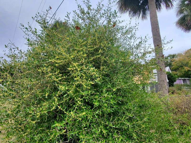 Match Florida Privet to the Site Before You Plant