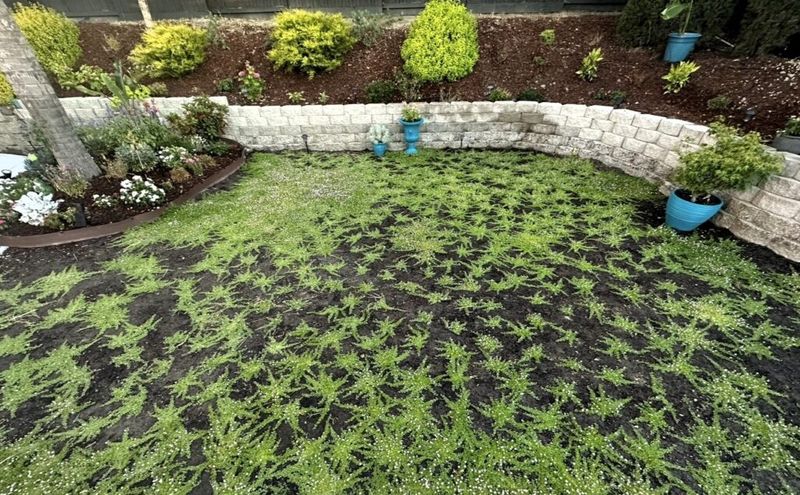 Match Kurapia to the Climate, Yard Use, and Growing Conditions Match Kurapia to the Climate, Yard Use, and Growing Conditions