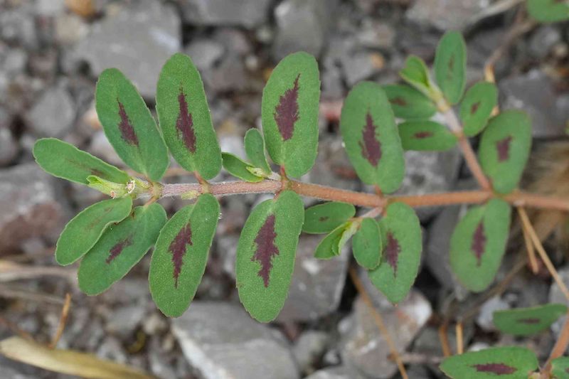 Match any herbicide to the weed, site, and label