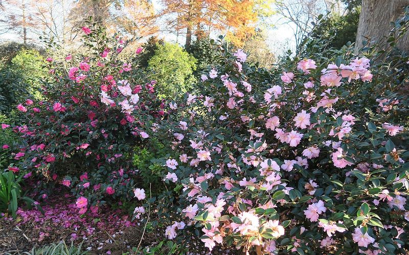 Match bloom timing and hardiness to your North Carolina site