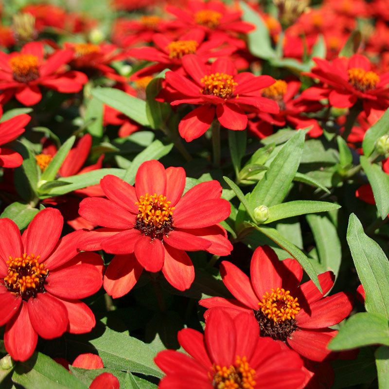 Match cultivar traits and moisture habits to humid summers Match cultivar traits and moisture habits to humid summers