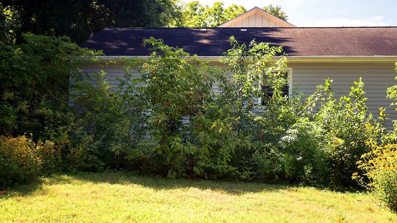 Match elderberry to a moist, workable fence-line site