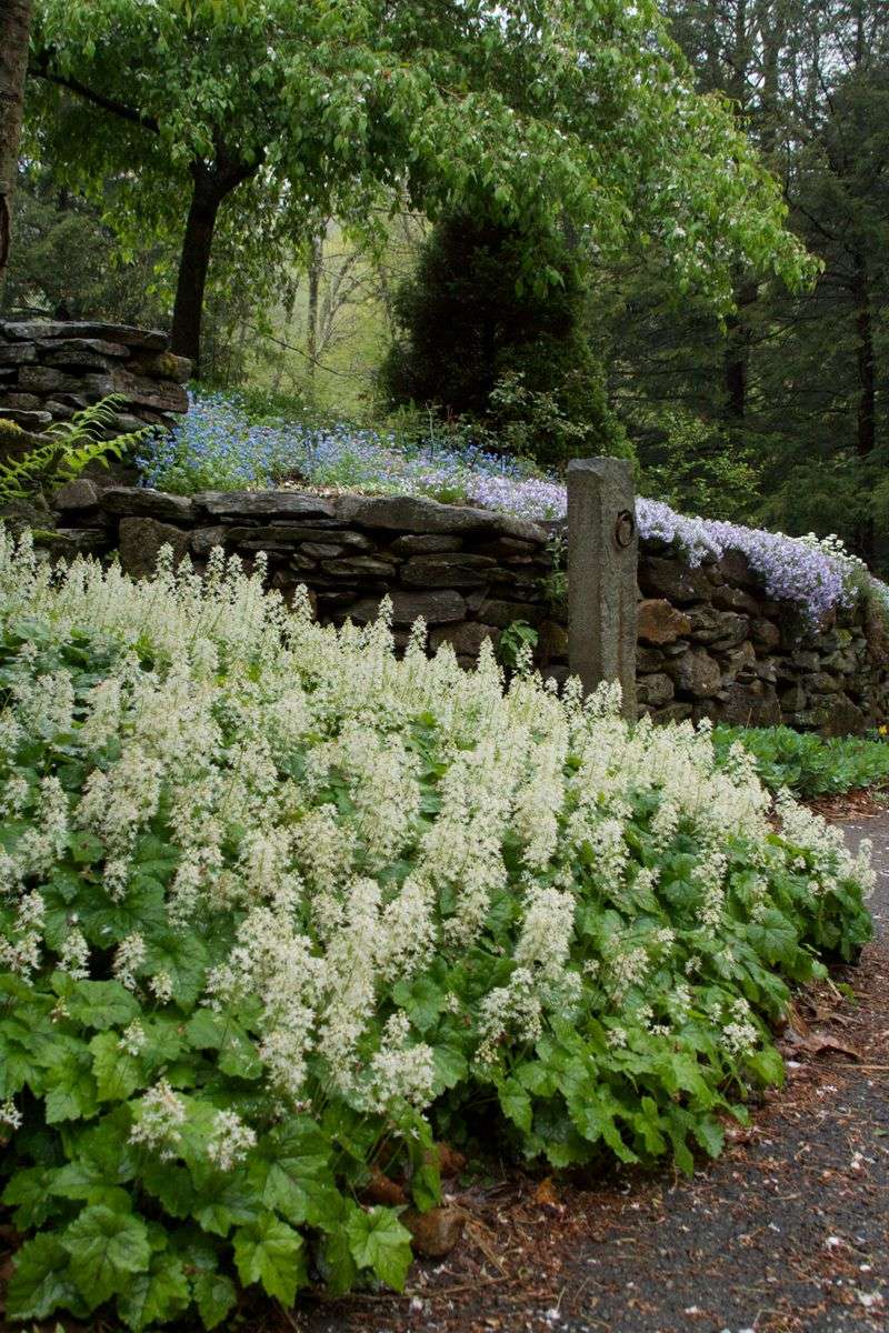 Match hairy alumroot to partial or dappled shade