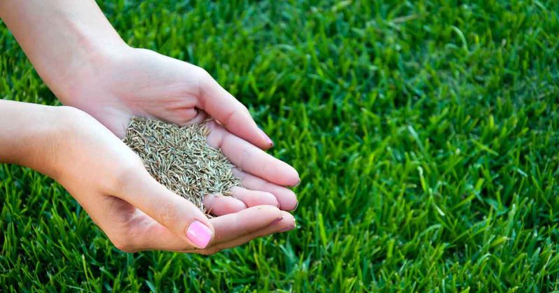 Match planting time to the grass and location