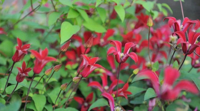 Match regional clematis advice to the actual plant Match regional clematis advice to the actual plant