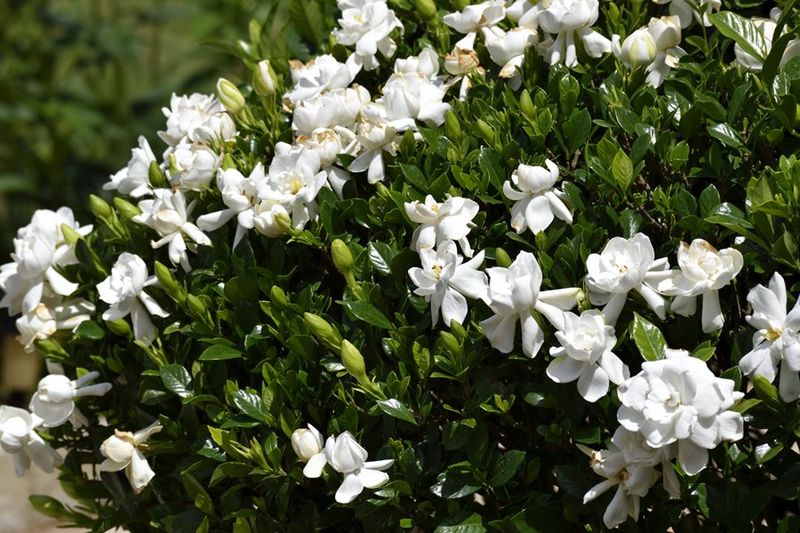 Match shade to the California heat your gardenia actually receives