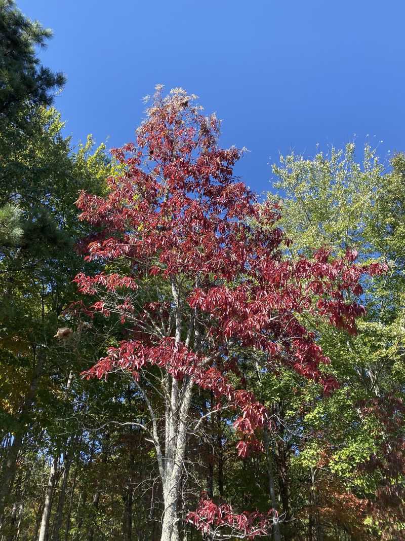 Match sourwood to the site before you plant