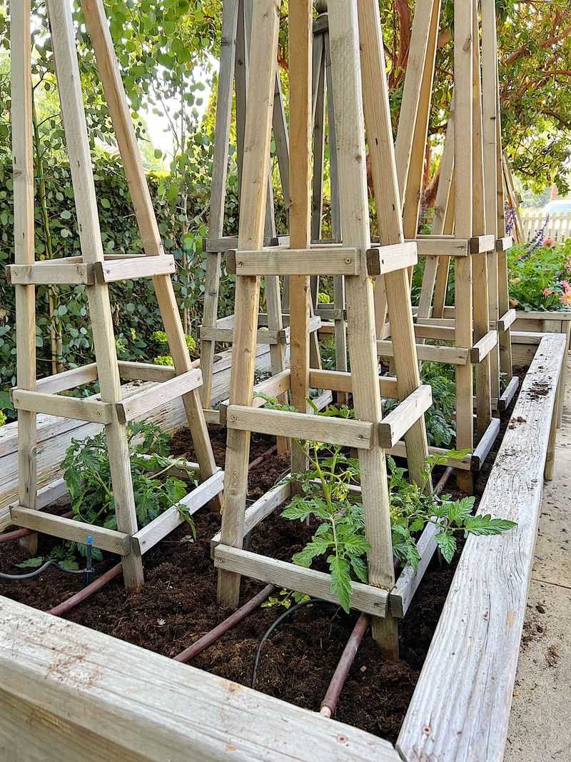 Match spacing and irrigation to the tomato