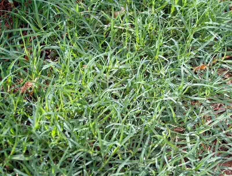 Match the Prescription to Southern Turfgrass