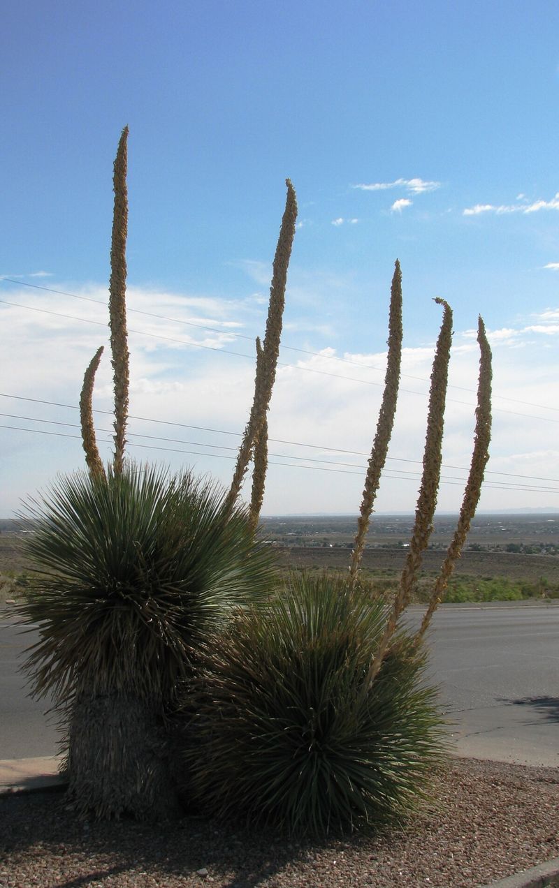 Match the Site to Sotol’s Light, Drainage, and Region
