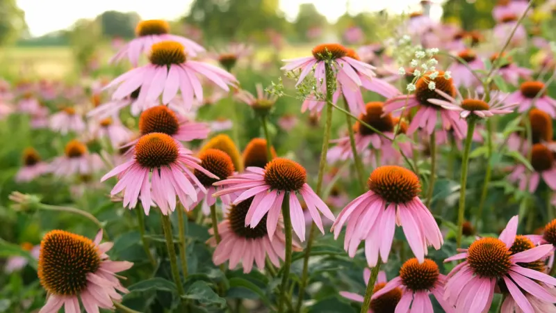 Match the cultivar and site to the Southern region
