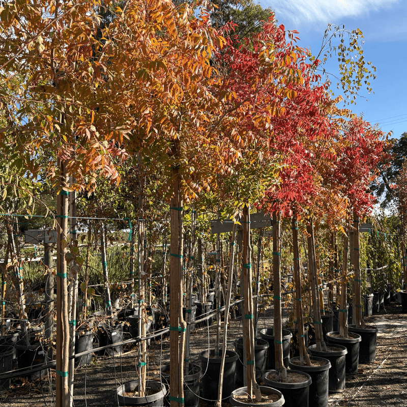 Match the cultivar and species to the local site