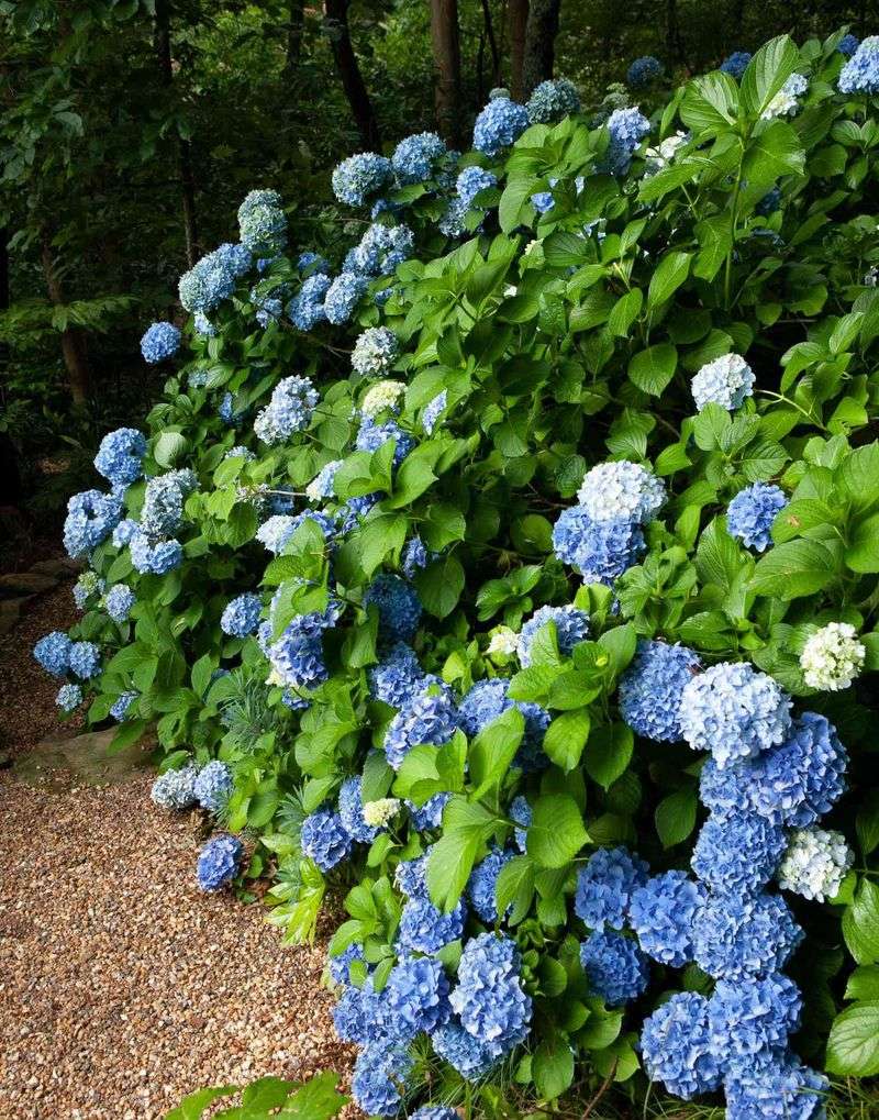 Match the hydrangea type to a workable location