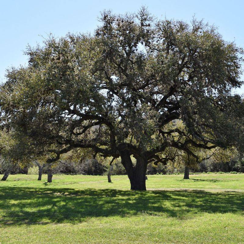 Match the live oak to the Texas yard Match the live oak to the Texas yard