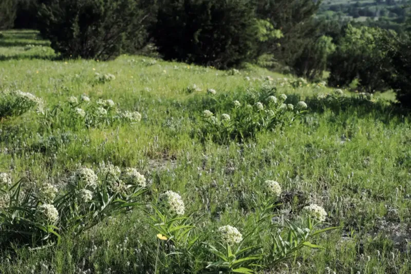 Match the milkweed to the site