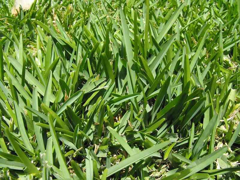 Match the mower height to your grass species Match the mower height to your grass species
