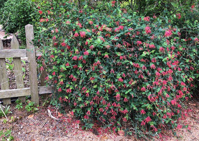 Match the native vine to the job