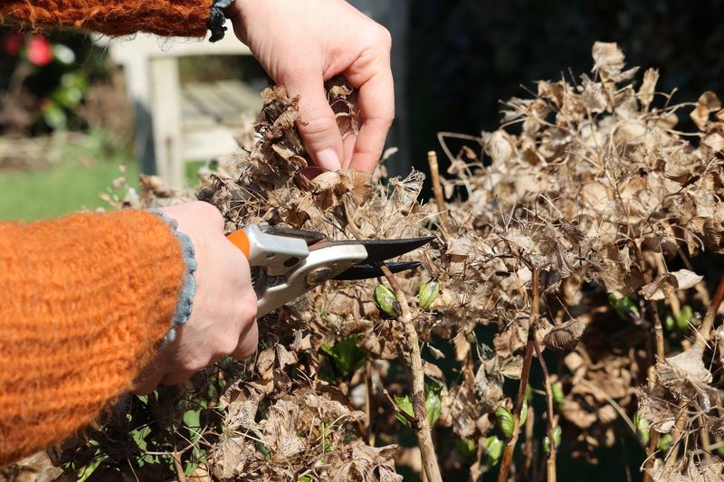 Match the next cut to the plant's flowering wood