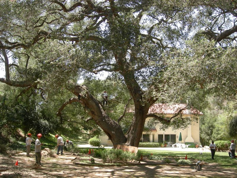 Match the plan to the tree