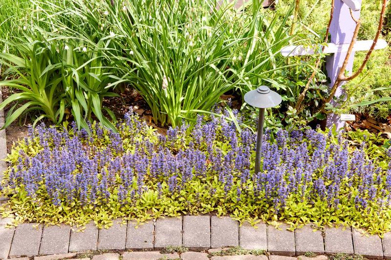 Match the plant to a sunny, well-drained bed