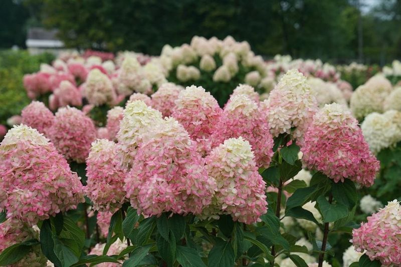 Match the plant to the Southern climate