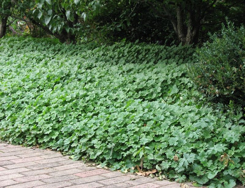 Match the plant to the shade beneath your tree