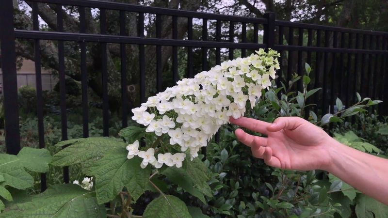 Match the plant to the site and the job you need it to do