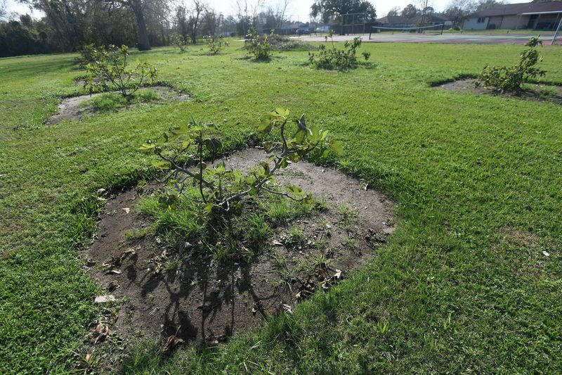 Match the planting site to Texas conditions