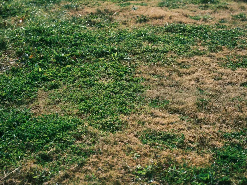 Match the repair to the lawn you have
