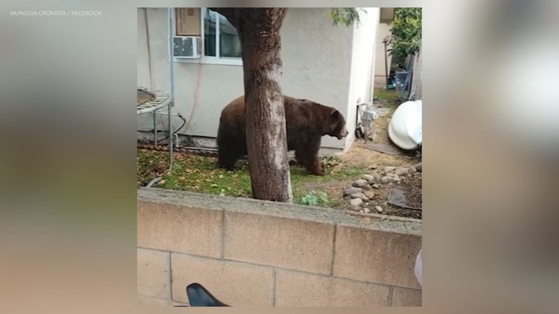 Match the response to the bear’s behavior