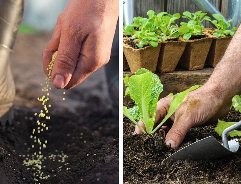 Match the sowing method to the crop Match the sowing method to the crop