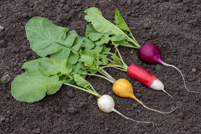 Match the spacing to the radish variety