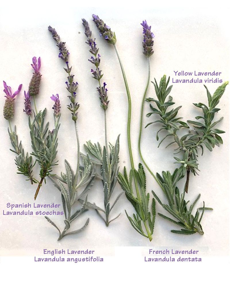 Match the timing to the lavender and the landscape