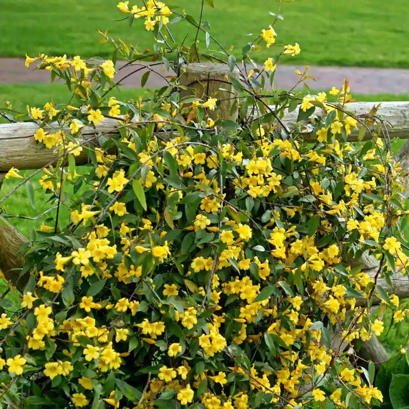 Match the vine to North Carolina’s regional conditions