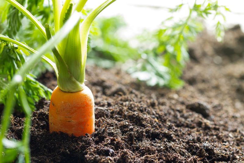 Match the watering rhythm to your soil and weather