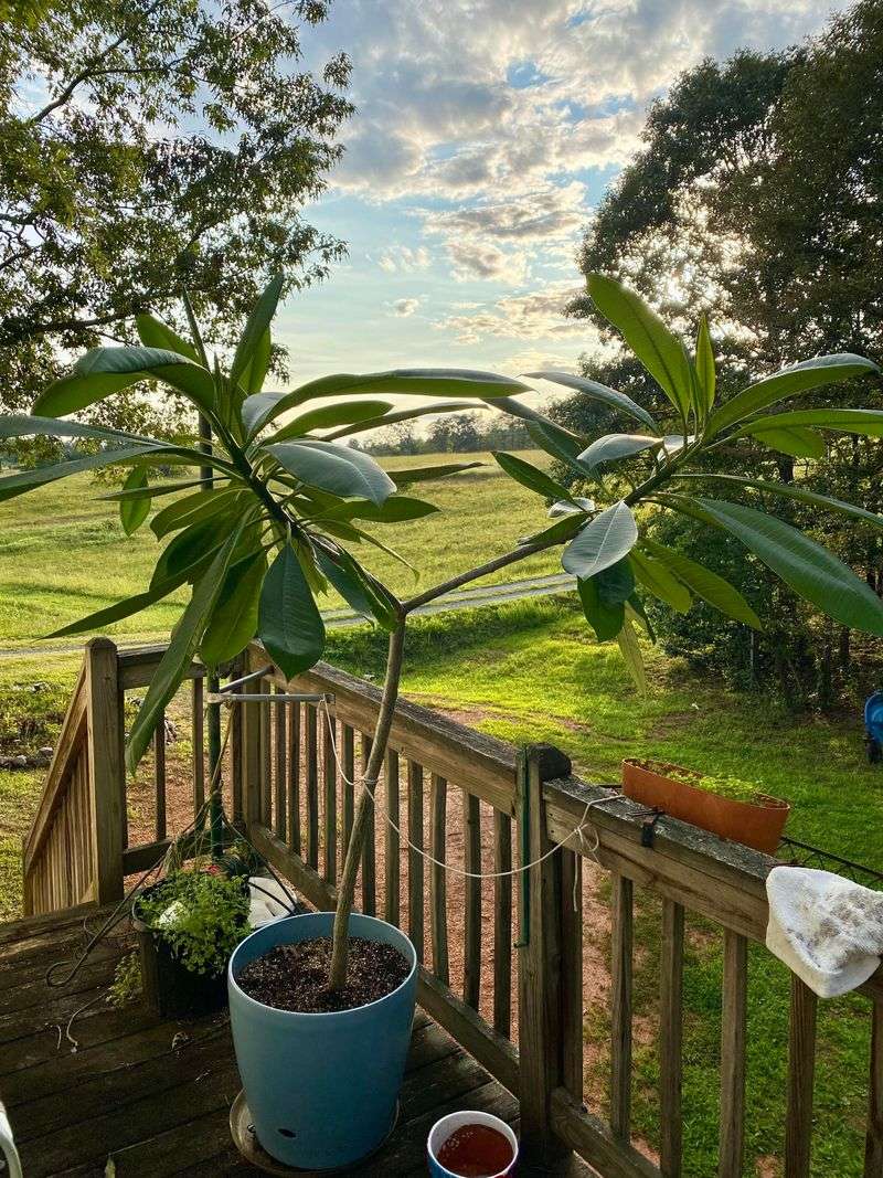 Match the winter routine to the plant and its location Match the winter routine to the plant and its location