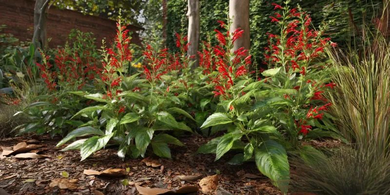 Match tropical sage to light, soil, and Florida timing