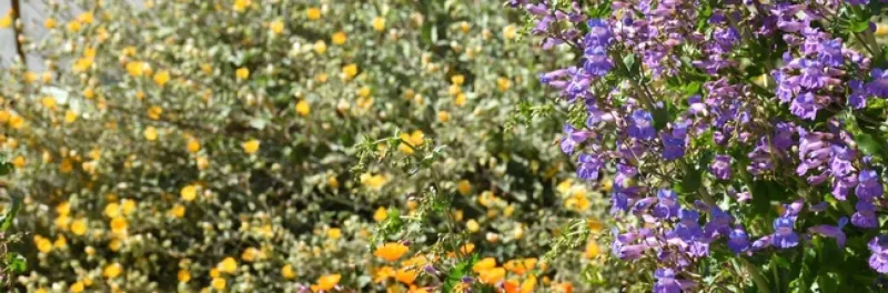 Match watering to natives, weather, and local rules