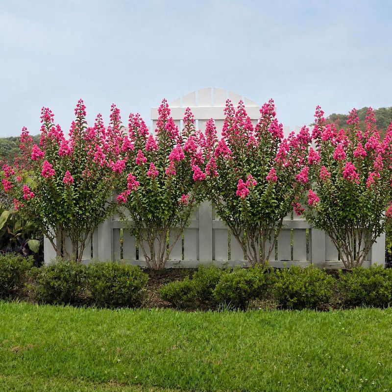 Mature width, not nursery size, sets the planning baseline