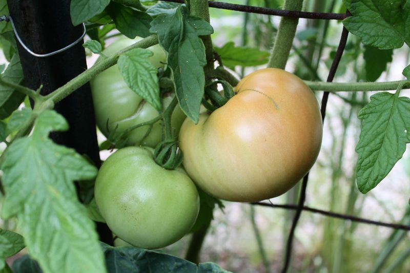 Maturity—not green color—is the deciding cue