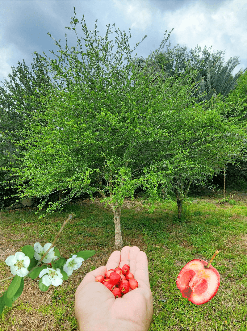 Mayhaw