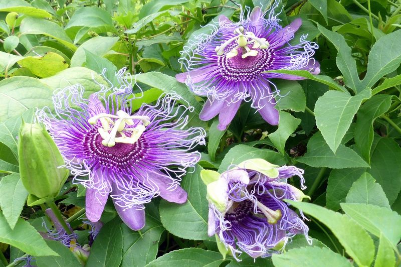 Maypop Passionflower