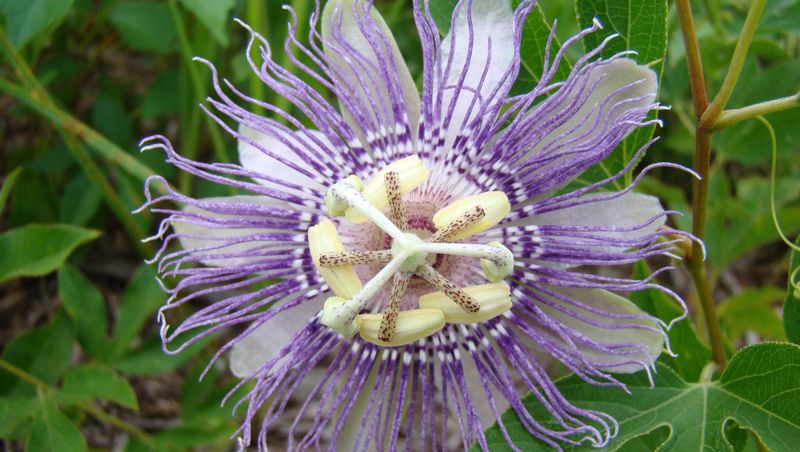 Maypop Passionflower