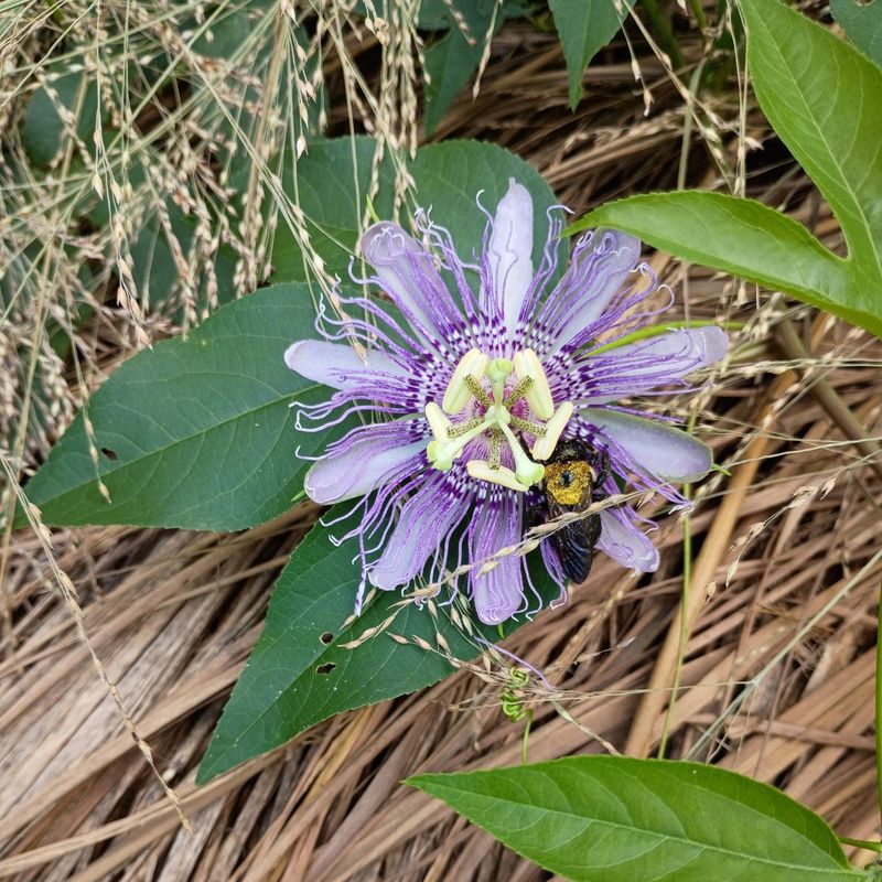 Maypop Passionflower
